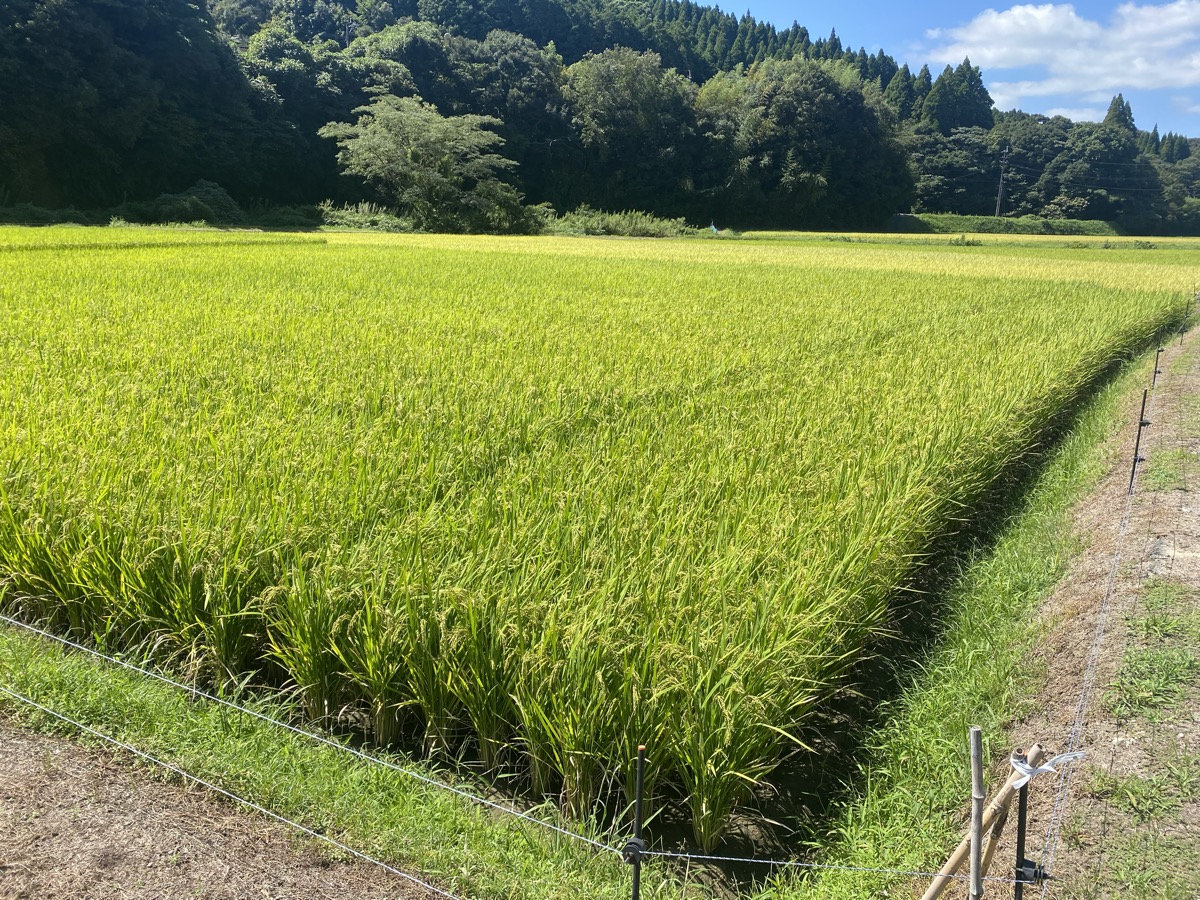 黄金色に色づいてきた田んぼ