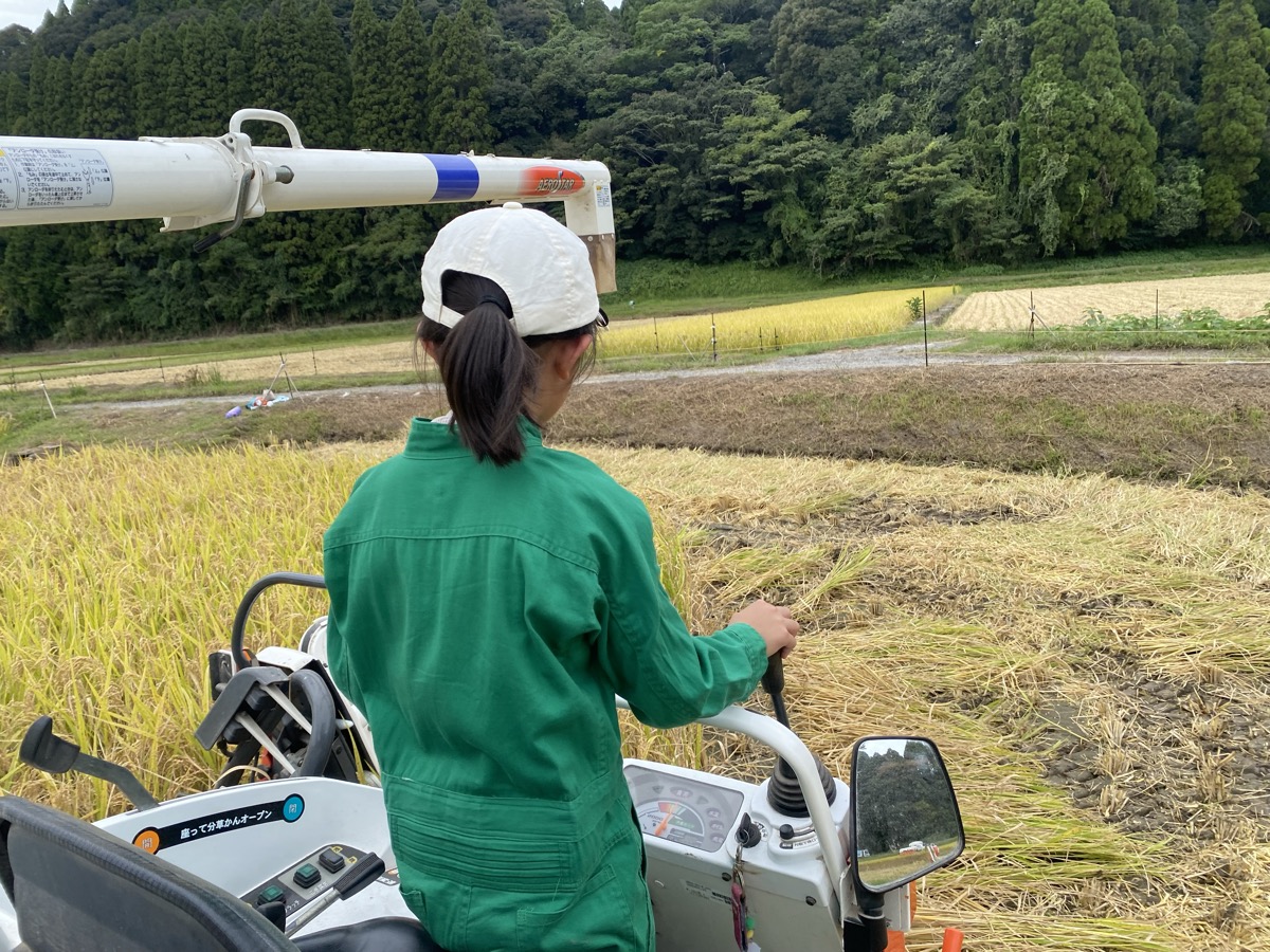 コンバインで刈り進む