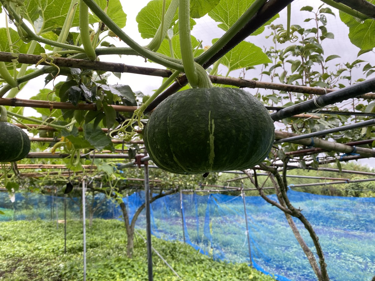 棚からぶら下がるカボチャ